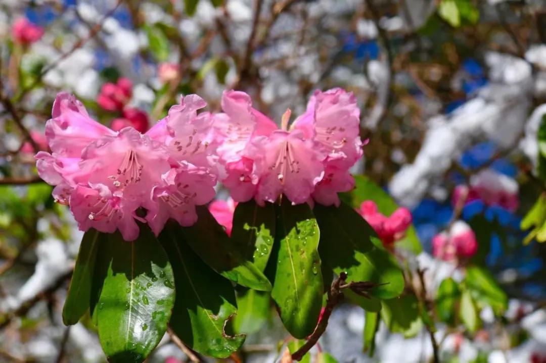 苹果5最新价格揭秘，小巷中的神秘宝藏