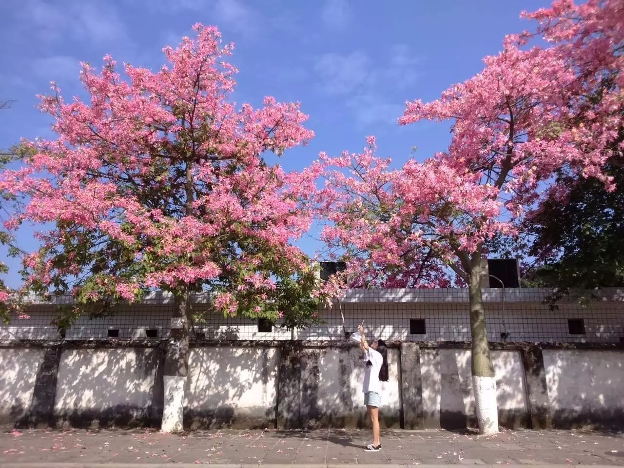 HP木棉最新日常，温馨有趣的日常故事