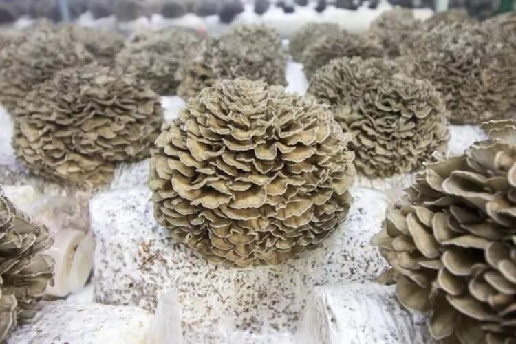 深度解析，最新蓝海的背景、重要事件与地位影响
