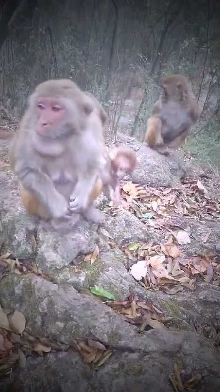 最新猴视频，探索猴界精彩瞬间的惊艳瞬间