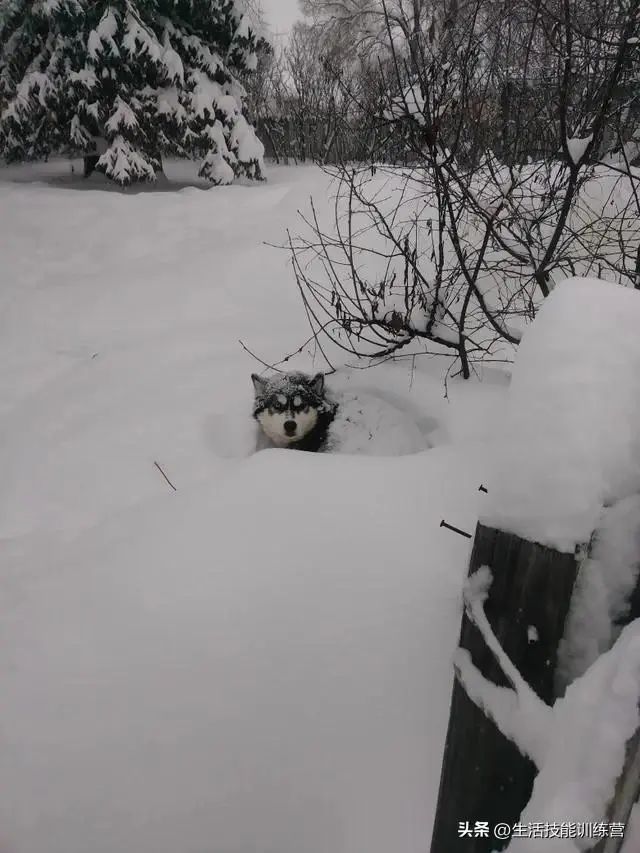 冬季最新梗，雪地上的暖心趣事盘点