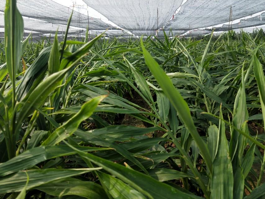 大姜今日最新价格及市场走势分析🌱