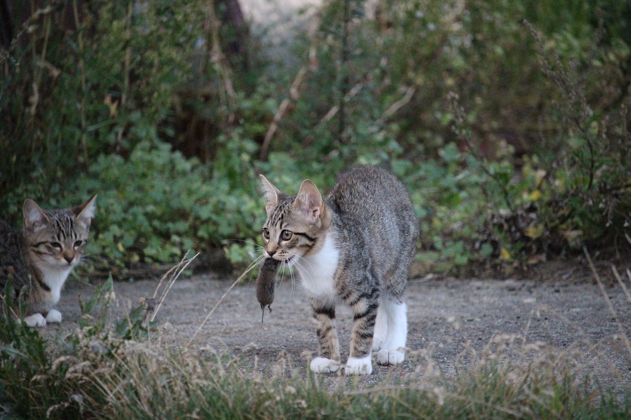 王欣瑜再现猫咪狩猎风采✨