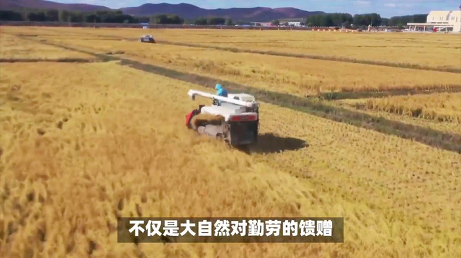 全国秋粮收获高峰期来临，详细步骤指南与收获攻略