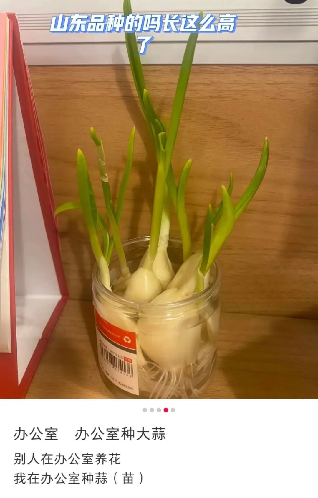 男子网售野生发菜获刑背后的故事，小红书敲响警钟，值得深思的教训