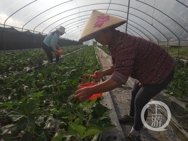 城口新闻最新动态，观点阐述与解析