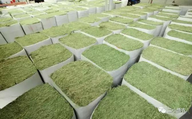 进口鱼粉最新价格详解，购买指南与价格走势分析