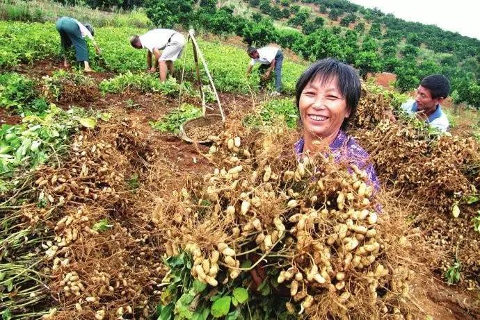 最新花生价格与寻找心灵宁静的自然之旅