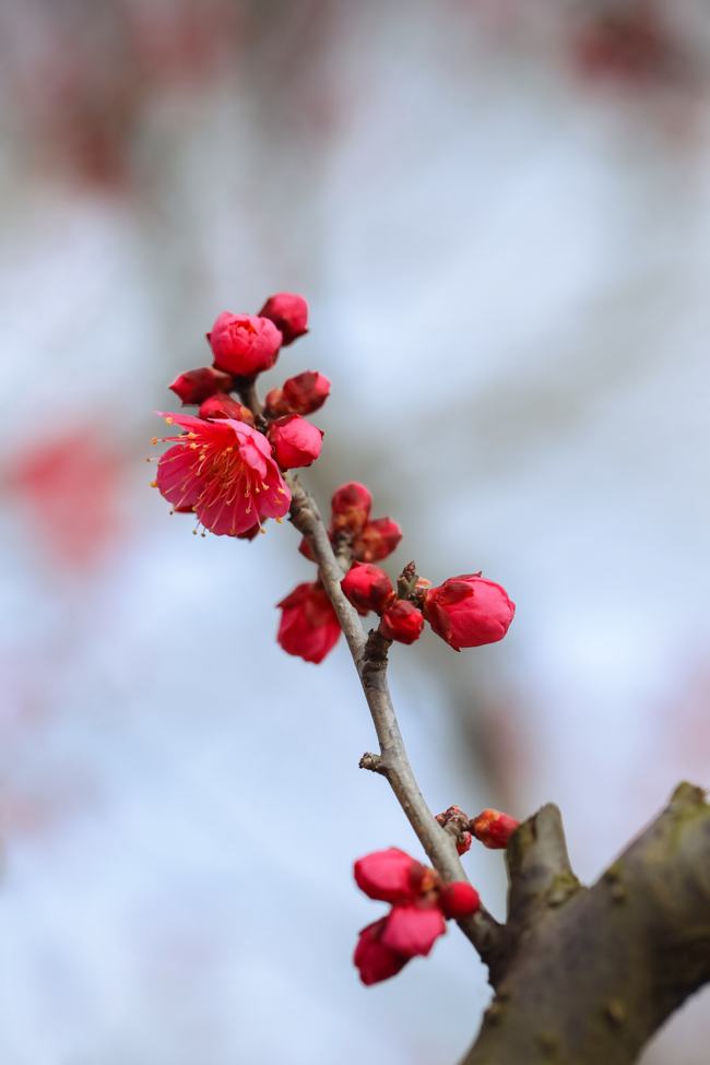梅花绽放瞬间，触动心灵的美丽与艺术图片欣赏