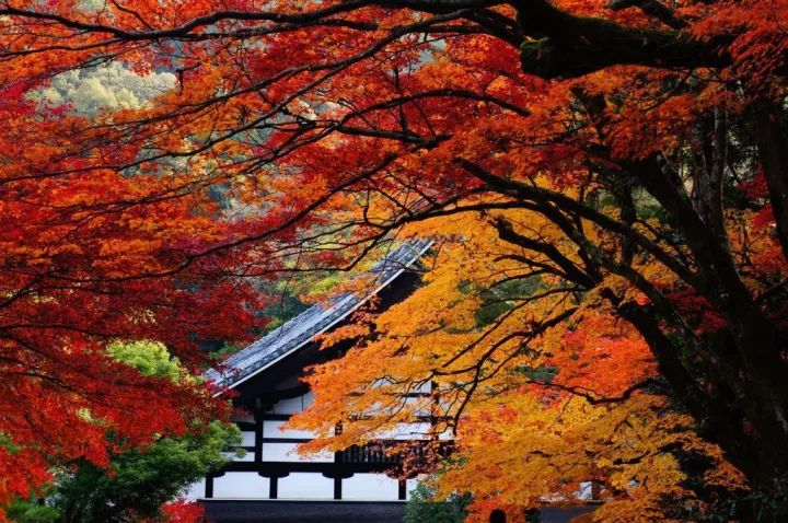 京都红叶最新，秋叶之下的温情故事