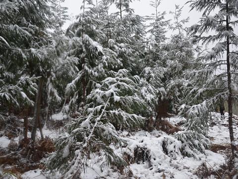 重庆雪景观赏指南，最新雪景一览