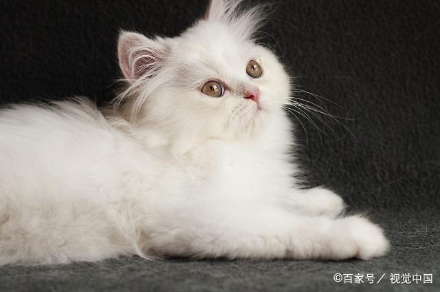 揭秘猫咪世界三大奥秘，最新猫咪破解大揭秘！