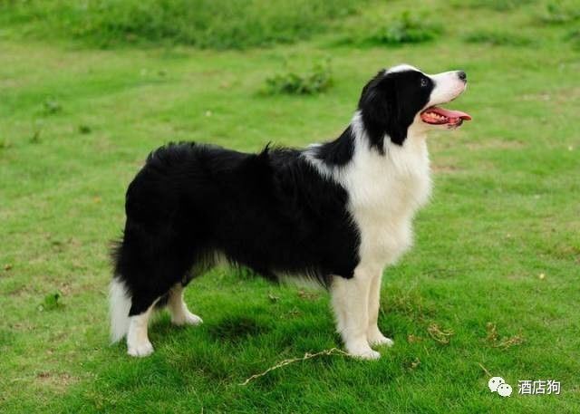 边境牧羊犬时代风采，最新风采与宠儿崛起的影响