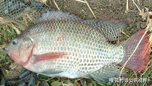 海南罗非鱼最新价格，科技与生活的融合新篇章