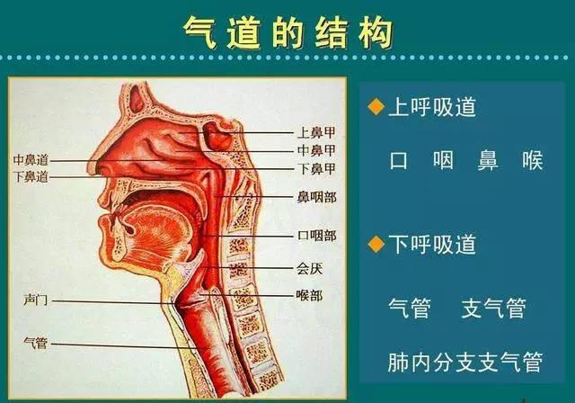 最新防尘鼻罩揭秘，小巷中的健康守护宝藏