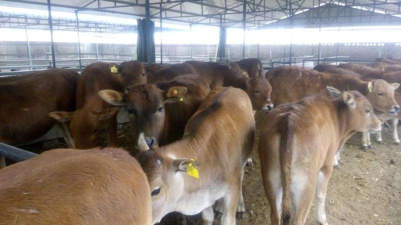 山东黄牛肉价格行情解析