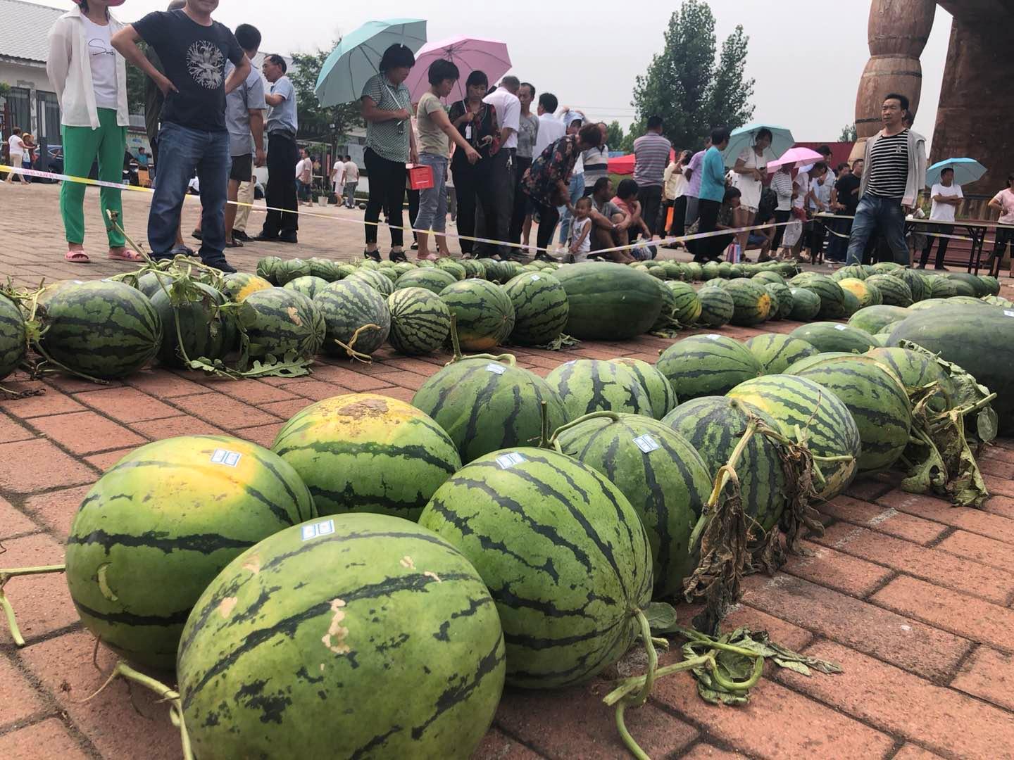 中牟大蒜最新价格行情，揭示价格背后的温馨友情故事