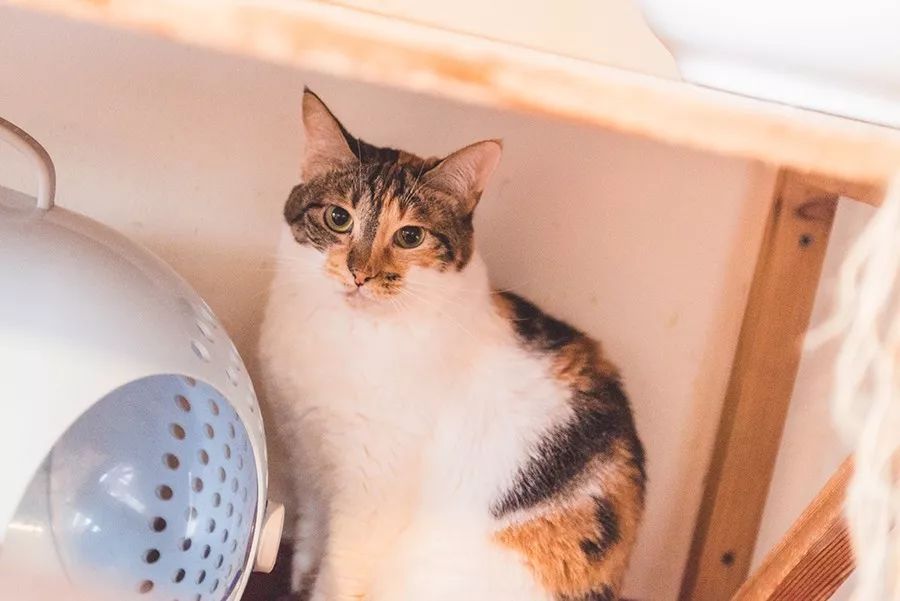猫盟TV官方网站，猫趣时光，尽享温馨日常