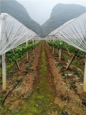 农业革新之光，最新葡萄避雨棚技术亮相
