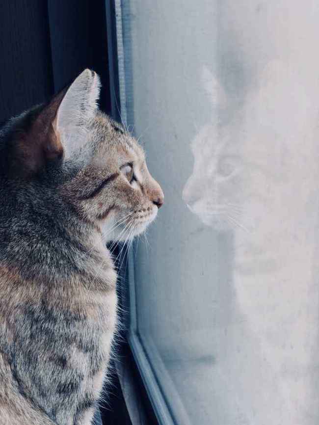 野猫网最新地址揭秘，小巷深处的隐藏美食宝藏