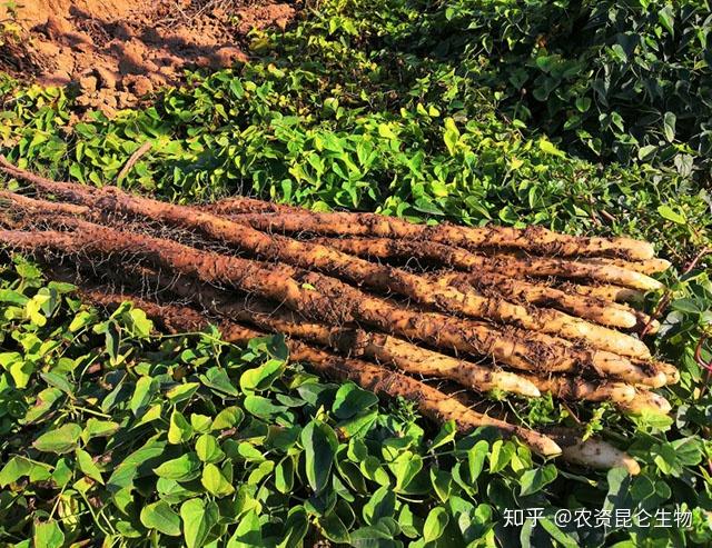 探索山药奥秘，最新山药视频揭秘