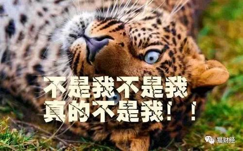 杭州金钱豹最新消息，自然探索之旅，探寻内心平静的秘密