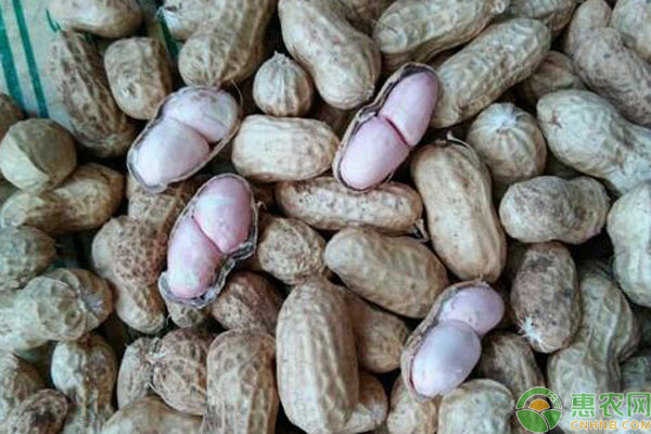 今日花生果最新价格全面解析与获取指南