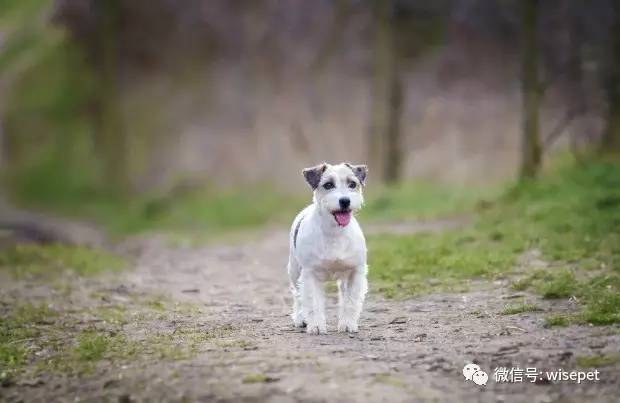 活力四溢的特色小店，最新比特犬的隐藏宝藏
