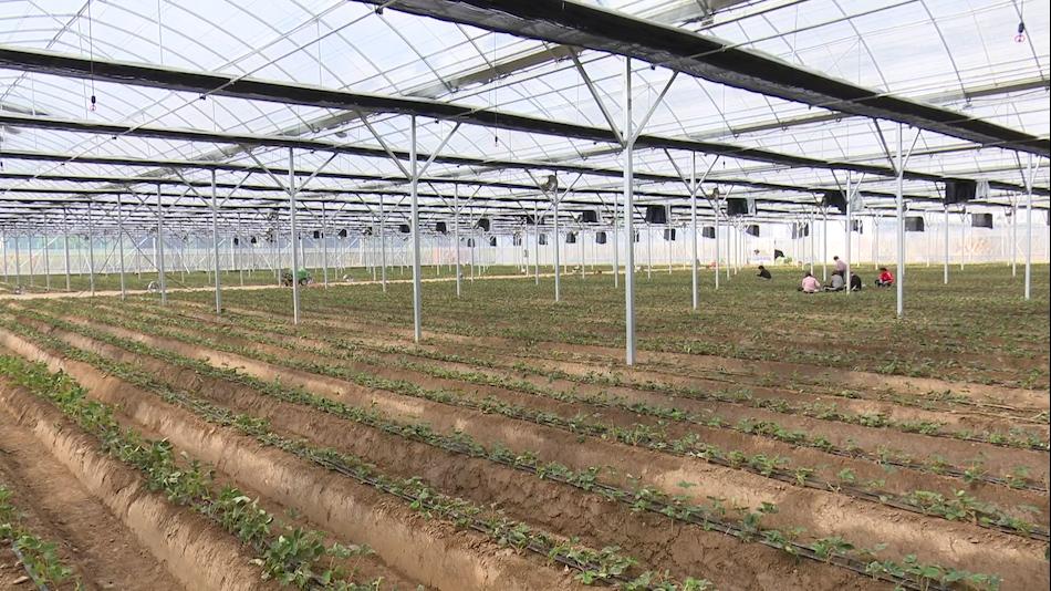 水果最新版，科技与生活完美融合的高科技产品亮相