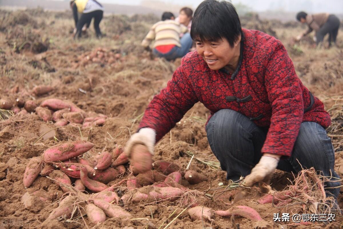 河南花生米最新价格汇总