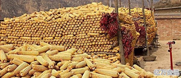 辽宁玉米最新价格揭秘，巷弄深处的秘密宝藏