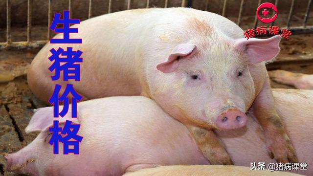 最新生猪价格行情动态更新